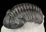 Pedinopariops Trilobite - Mrakib, Morocco #58442-2